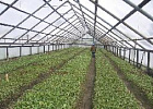 Бакчарский опорный пункт северного садоводства планирует реализовать этой весной около 100 тысяч саженцев